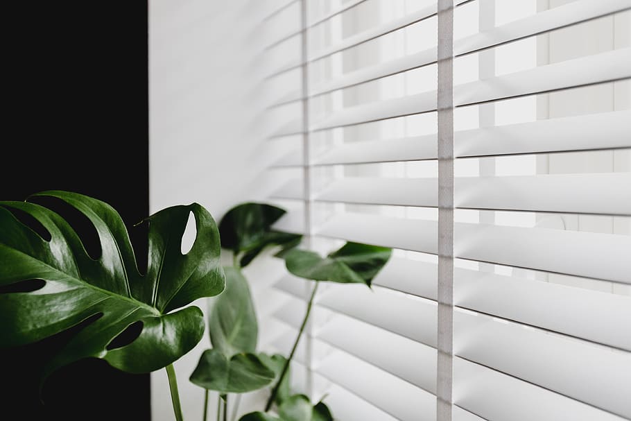clordless blinds